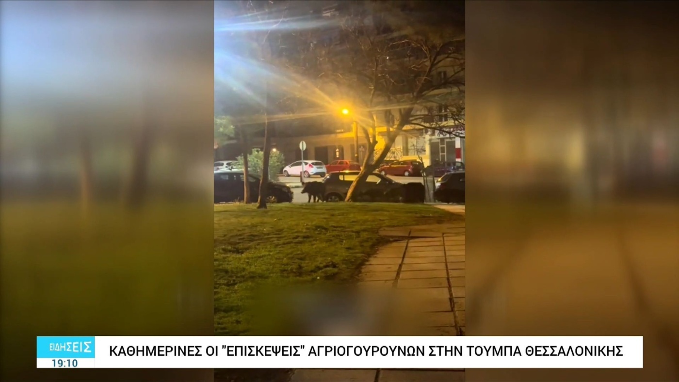 Καθημερινές Εμφανίσεις Αγριογούρουνων στην Άνω Τούμπα Θεσσαλονίκης