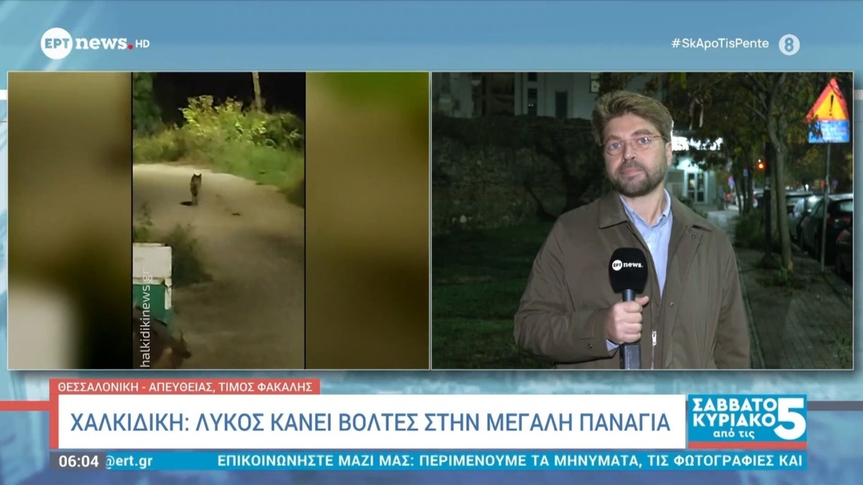 Ένας λύκος εμφανίστηκε στη Μεγάλη Παναγία της Χαλκιδικής