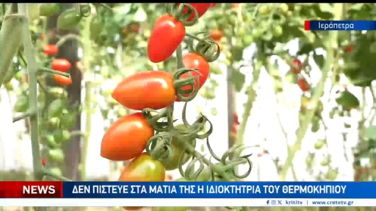 Μια παραγωγός έχασε ολόκληρη τη σοδειά της μέσα σε μια νύχτα