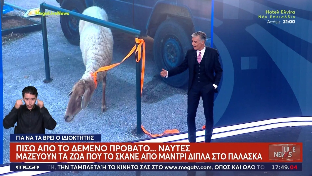 Το μυστήριο του δεμένου προβάτου στο Παλάσκα αποσαφηνίστηκε