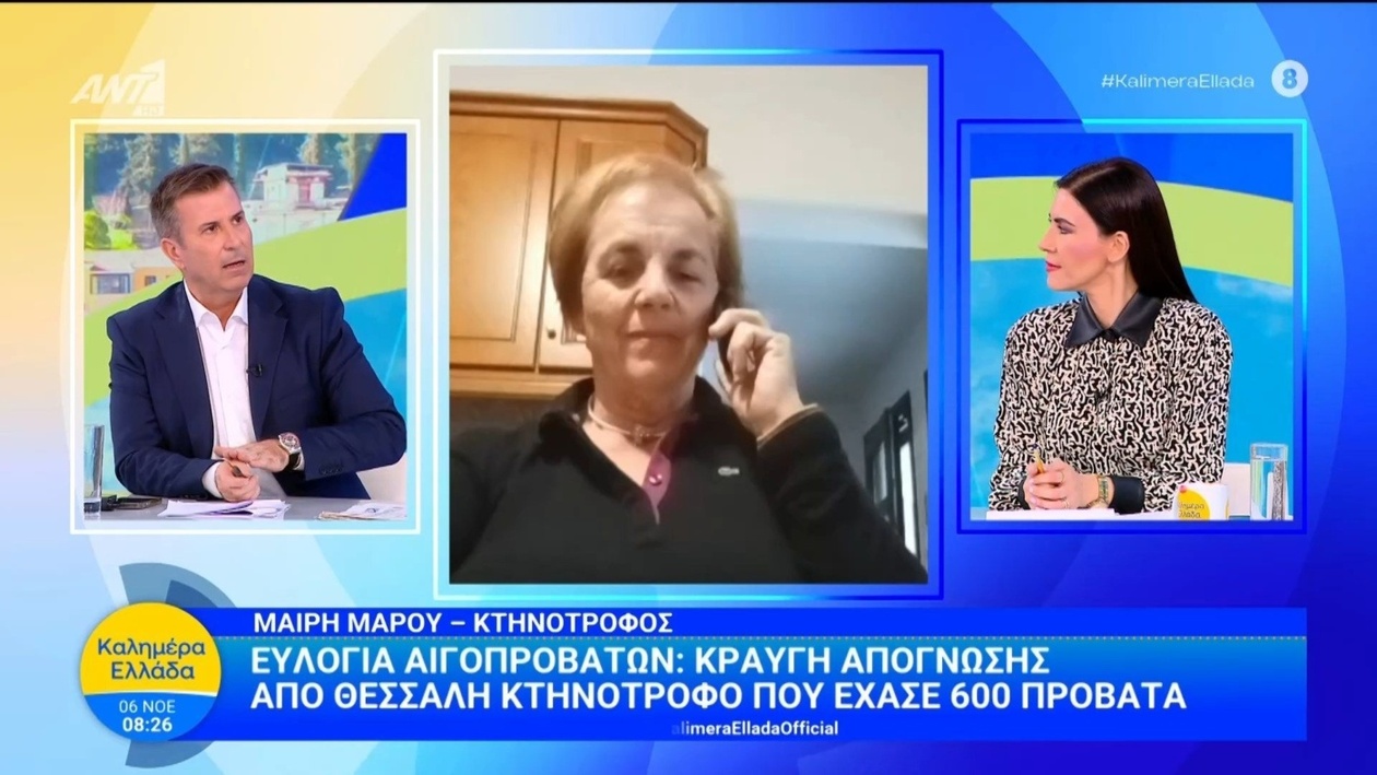 Η ευλογιά αιγοπροβάτων στη Θεσσαλία προκάλεσε το θάνατο 600 προβάτων