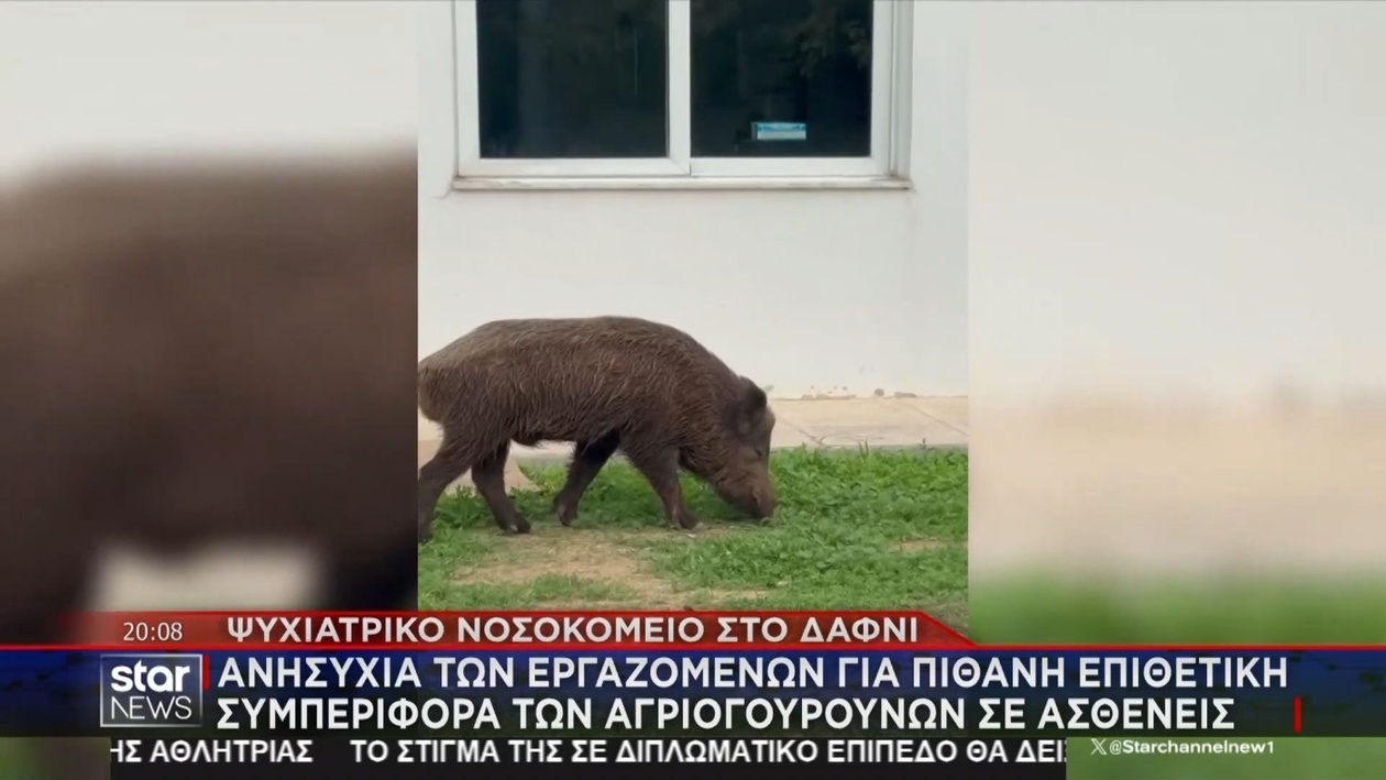 Αγριόχοιροι εισέβαλαν στο ψυχιατρικό νοσοκομείο Δαφνί