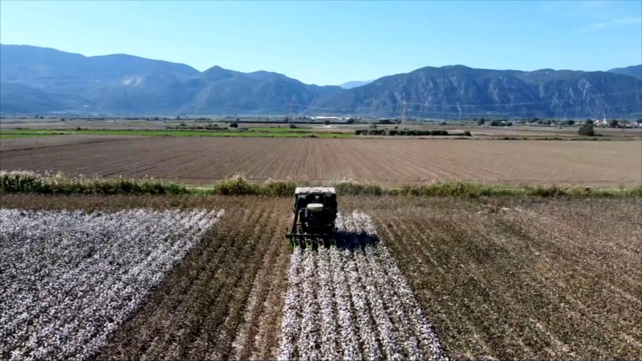 Η δυσαρέσκεια των βαμβακοπαραγωγών για τις χαμηλές τιμές