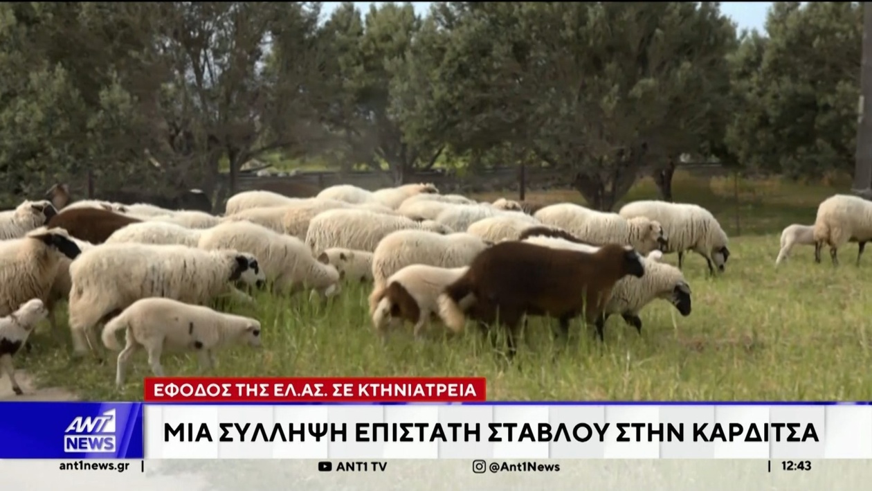 Εντατικοί έλεγχοι στη Θεσσαλία για παράνομους εμβολιασμούς: Σύλληψη στην Καρδίτσα