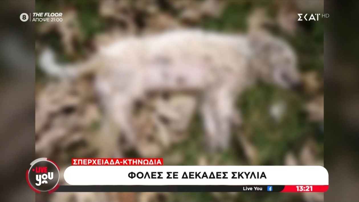 Τέσσερα μικρά σκυλιά δηλητηριάστηκαν στη Σπερχειάδα