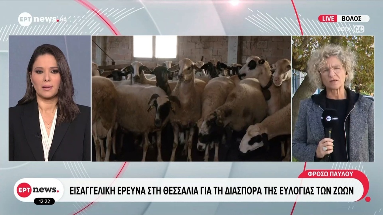 Εισαγγελική έρευνα στη Θεσσαλία για τη διάδοση της ευλογιάς των ζώων