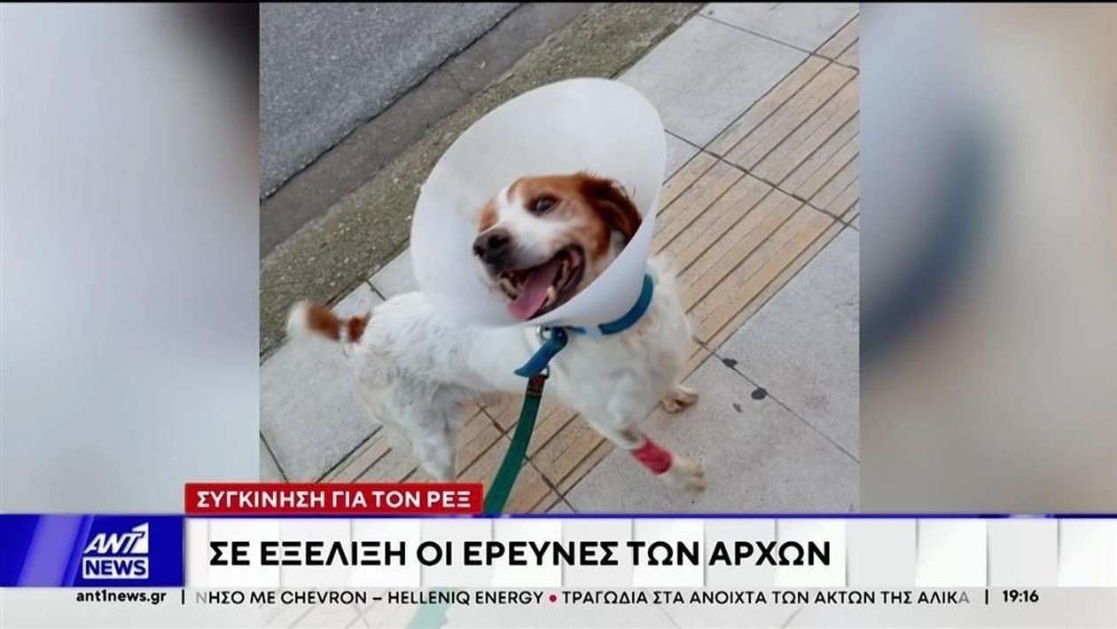 Επικήρυξη στην Ηλεία για Φρικτή Κακοποίηση Σκύλου: Ο Ρεξ Αναρρώνει Πλήρως