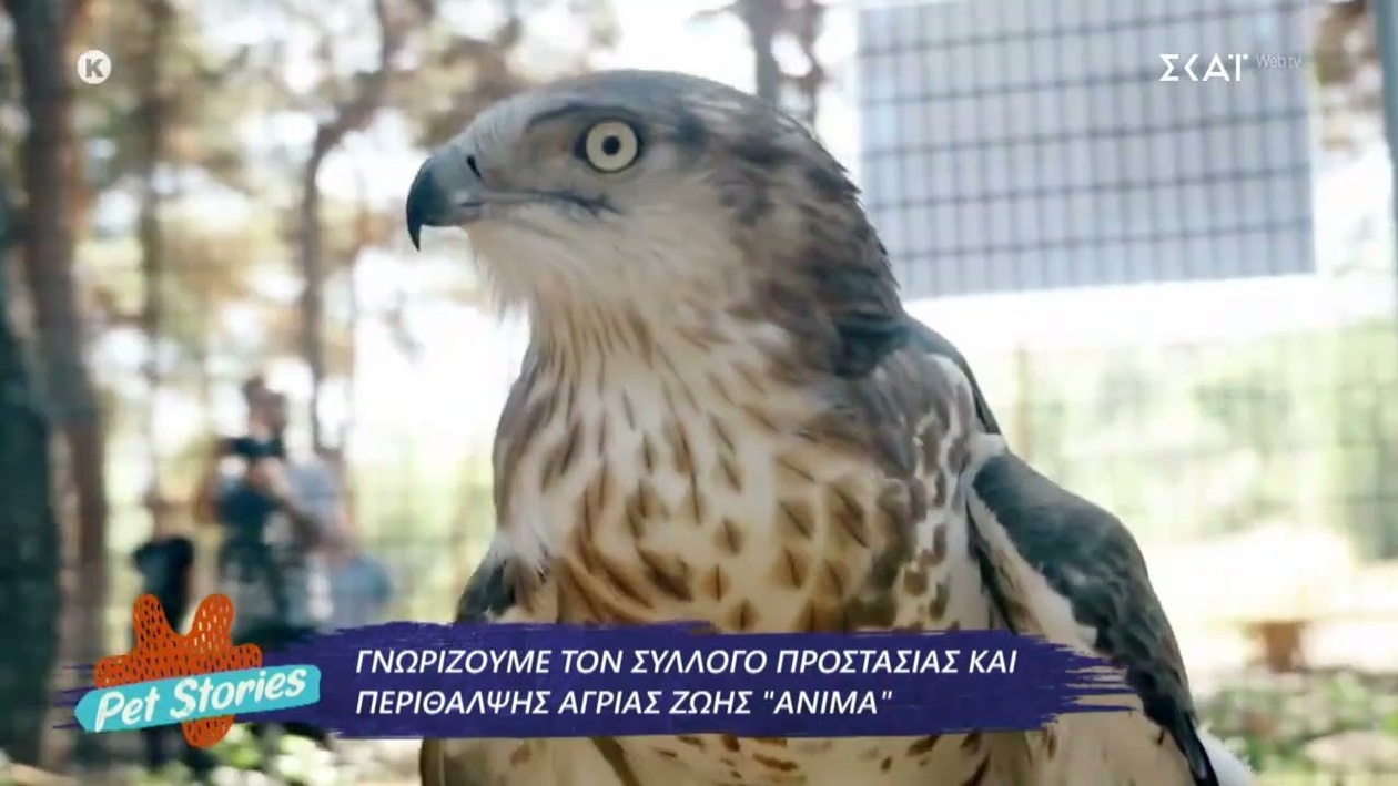 Το Pet Stories φωτίζει τη σχέση ανθρώπων και ζώων