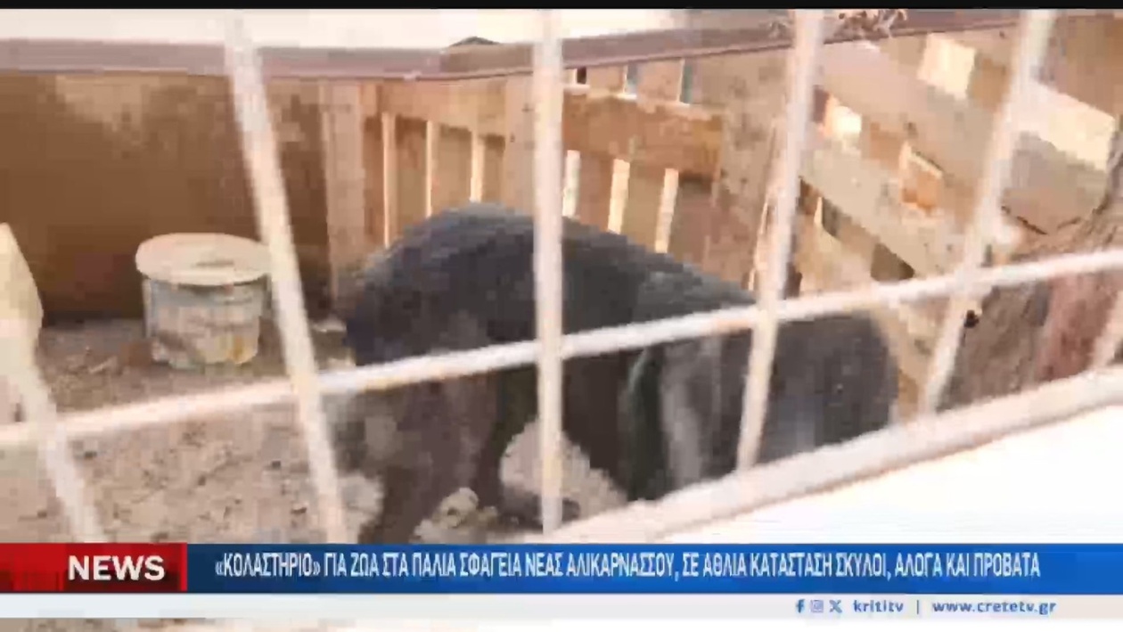 Αποκάλυψη περιστατικών κακοποίησης ζώων στα παλιά σφαγεία της Νέας Αλικαρνασσού