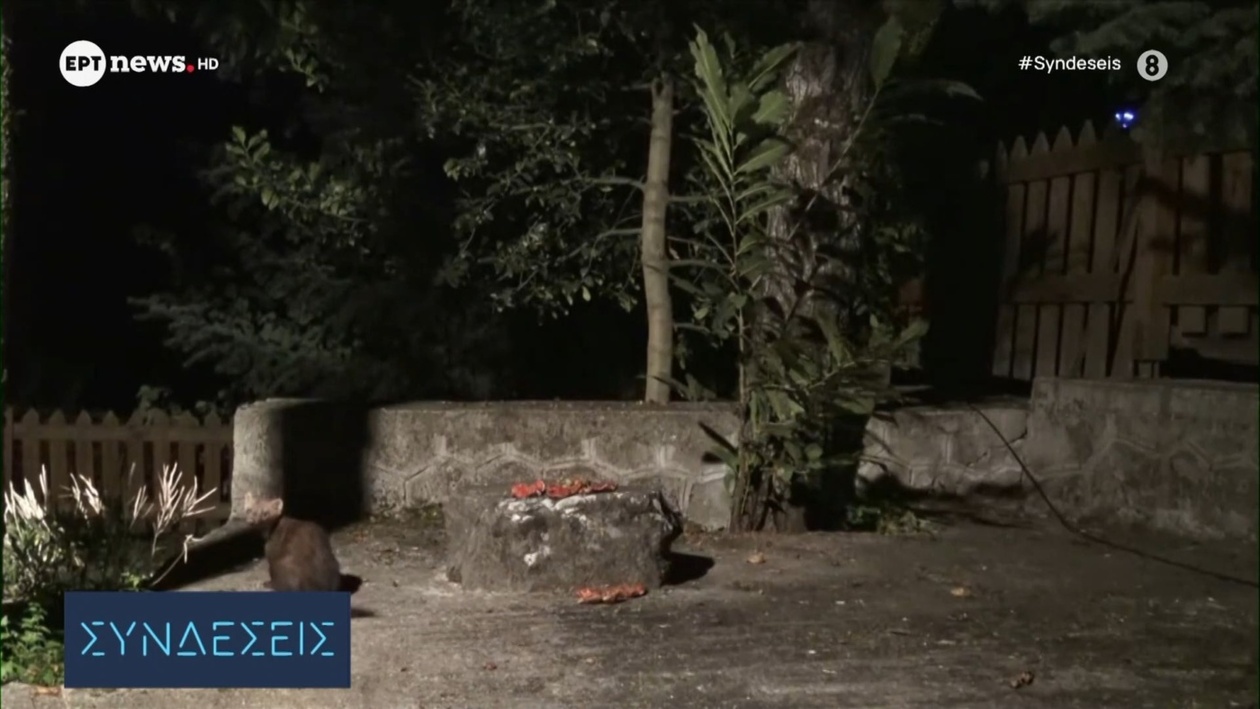 Ένα πετροκούναβο προκάλεσε διακοπή ρεύματος στο μισό του νομού Καστοριάς