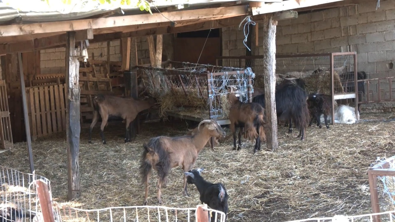 Οι κτηνοτρόφοι της Φθιώτιδας καταγγέλλουν προβλήματα στις πληρωμές επιδοτήσεων