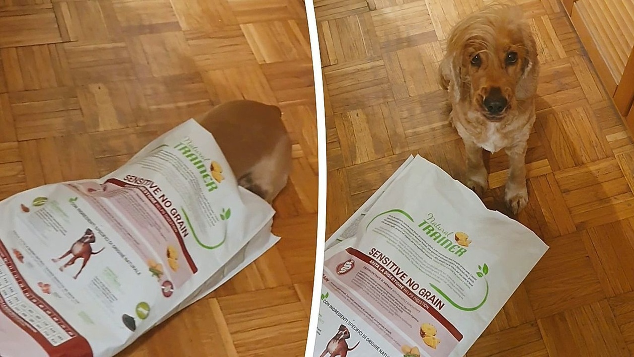 Η μικρή σκυλίτσα Ίζυ πιάστηκε επ’ αυτοφώρω να τρώει με λαιμαργία