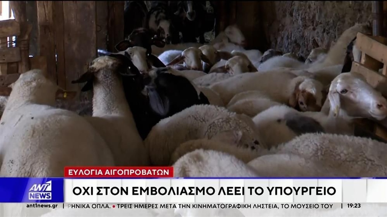 Οριστικό «όχι» στον εμβολιασμό αιγοπροβάτων παρά την επιμονή των κτηνοτρόφων