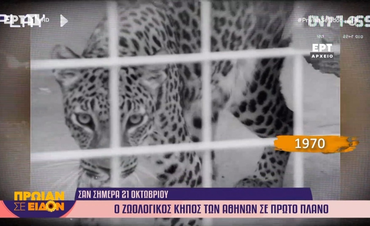 Η Αθήνα του 1970: Ο Ζωολογικός Κήπος στο επίκεντρο της πρώιμης ελληνικής τηλεόρασης