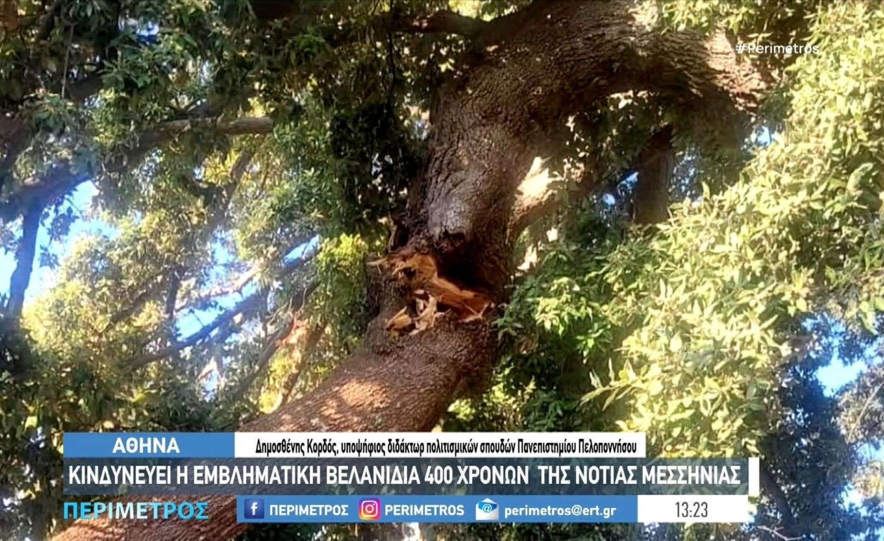 Κινδυνεύει η ιστορική βελανιδιά των 400 ετών στη Νότια Μεσσηνία