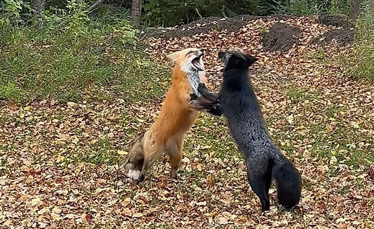 Απρόβλεπτη Αναμέτρηση Αλεπούδων στον Καναδά: Από την Ένταση στην Άμεση Συμφιλίωση
