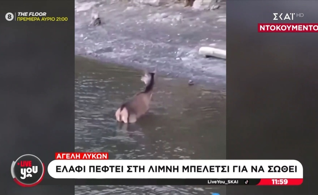 Το ελάφι που βούτηξε στη λίμνη Μπελέτσι για να γλιτώσει από λύκους