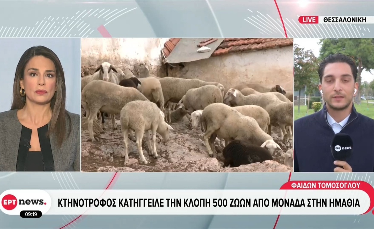 Ο κτηνοτρόφος στην Ημαθία κατήγγειλε κλοπή 500 ζώων και θετικά τεστ για ευλογιά στη μονάδα