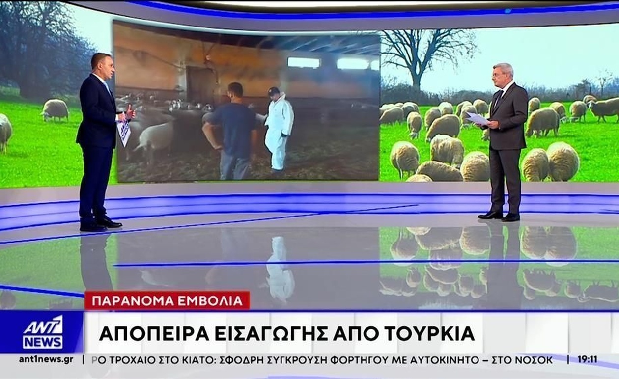 Η σύλληψη στην Κομοτηνή για παράνομη εισαγωγή εμβολίων κατά της ευλογιάς των προβάτων