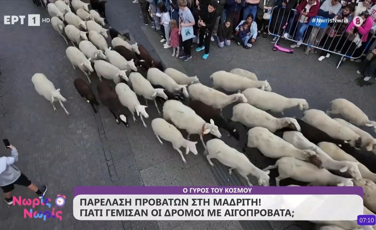Γιατί χιλιάδες αιγοπρόβατα παρέλασαν στους δρόμους της Μαδρίτης