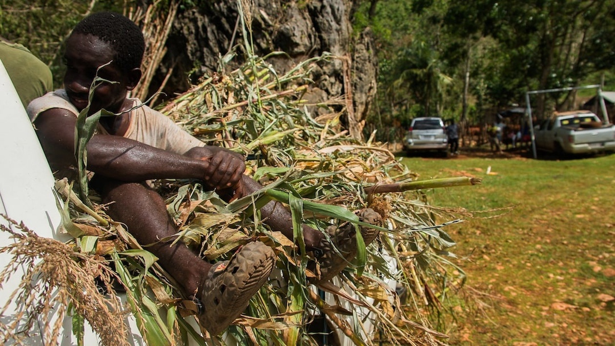 Μετά τον τυφώνα Melissa, οι φάρμες της Τζαμάικα αντιμετωπίζουν ελλείψεις