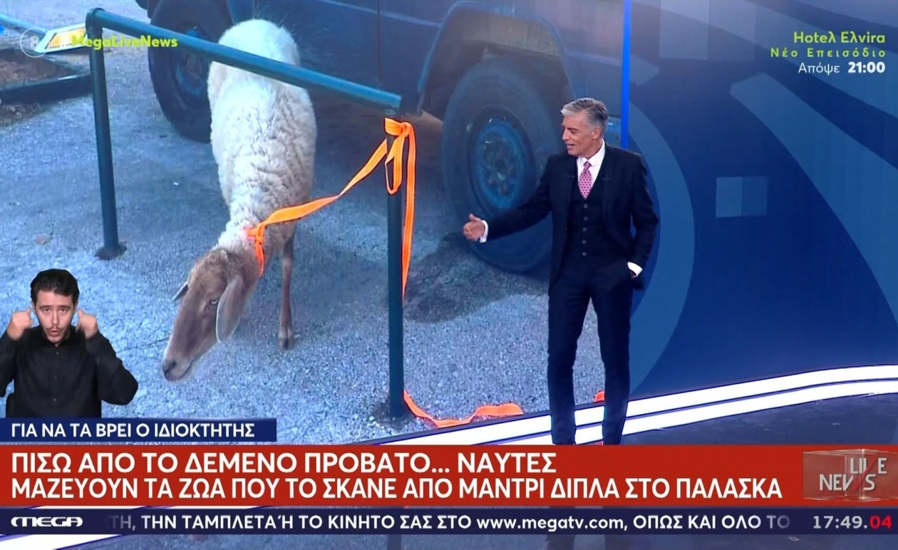 Το μυστήριο του δεμένου προβάτου στο Παλάσκα αποσαφηνίστηκε