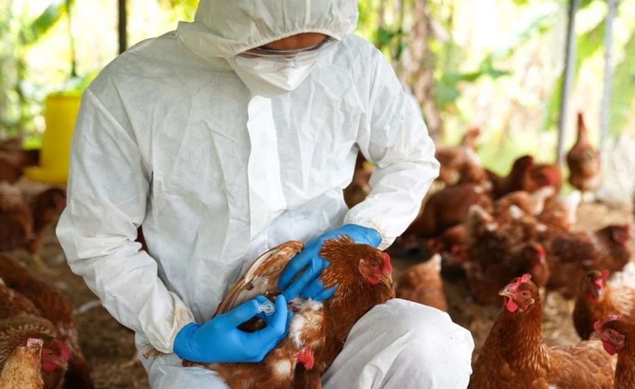 Καθολικό λοκντάουν λόγω του κινδύνου από τη γρίπη των πτηνών