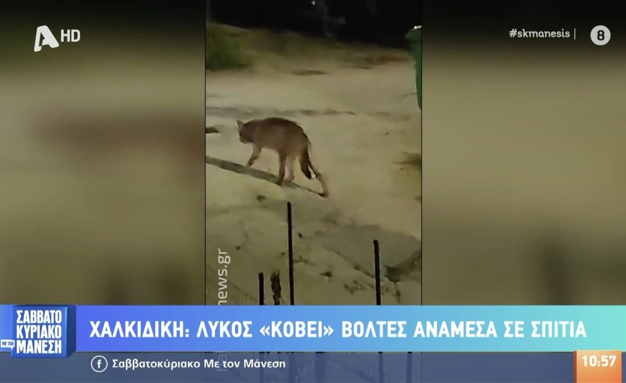 Ένας λύκος περιπλανιέται στη Χαλκιδική της Ελλάδας