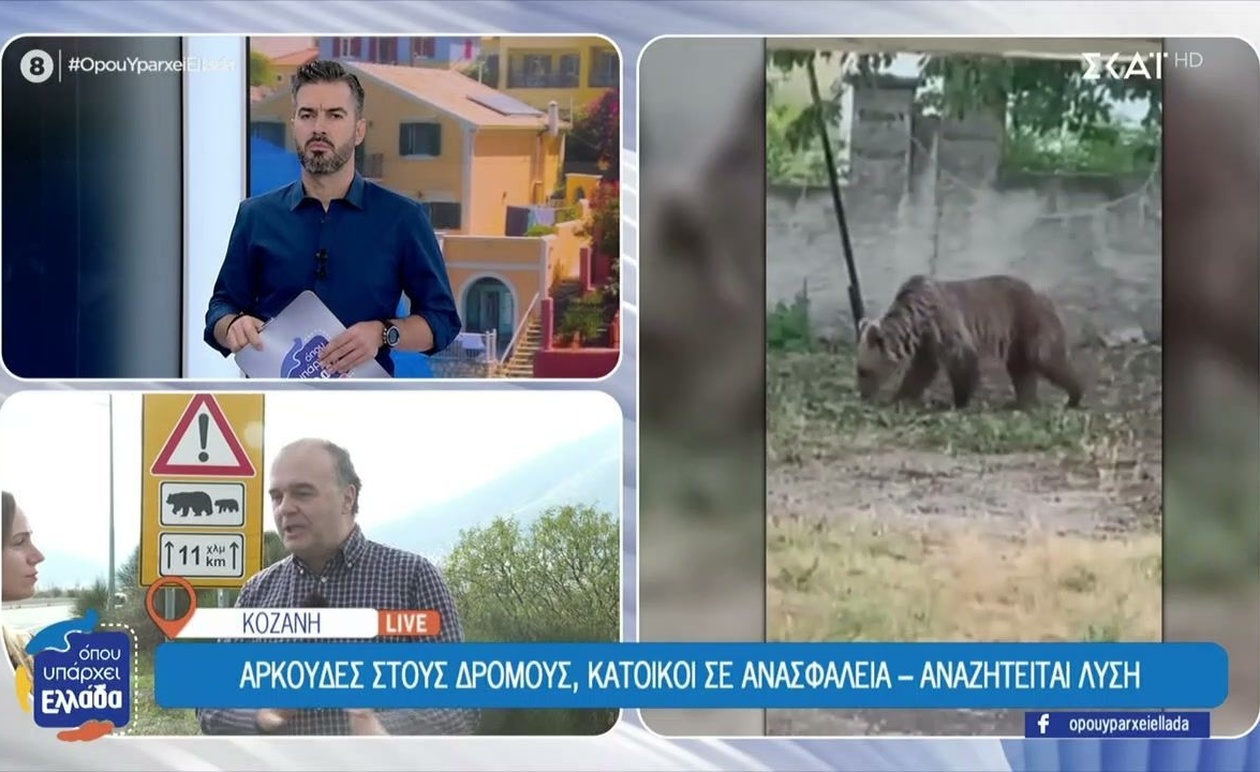 Κοζάνη: Αρκούδες εμφανίζονται σε κατοικημένες περιοχές, το περιστατικό προκαλεί ανησυχία