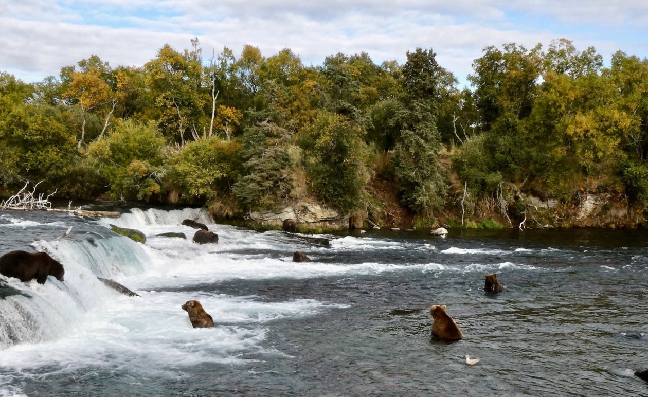 Η Αλάσκα μηνύεται για κυνήγι αρκούδων από αέρος