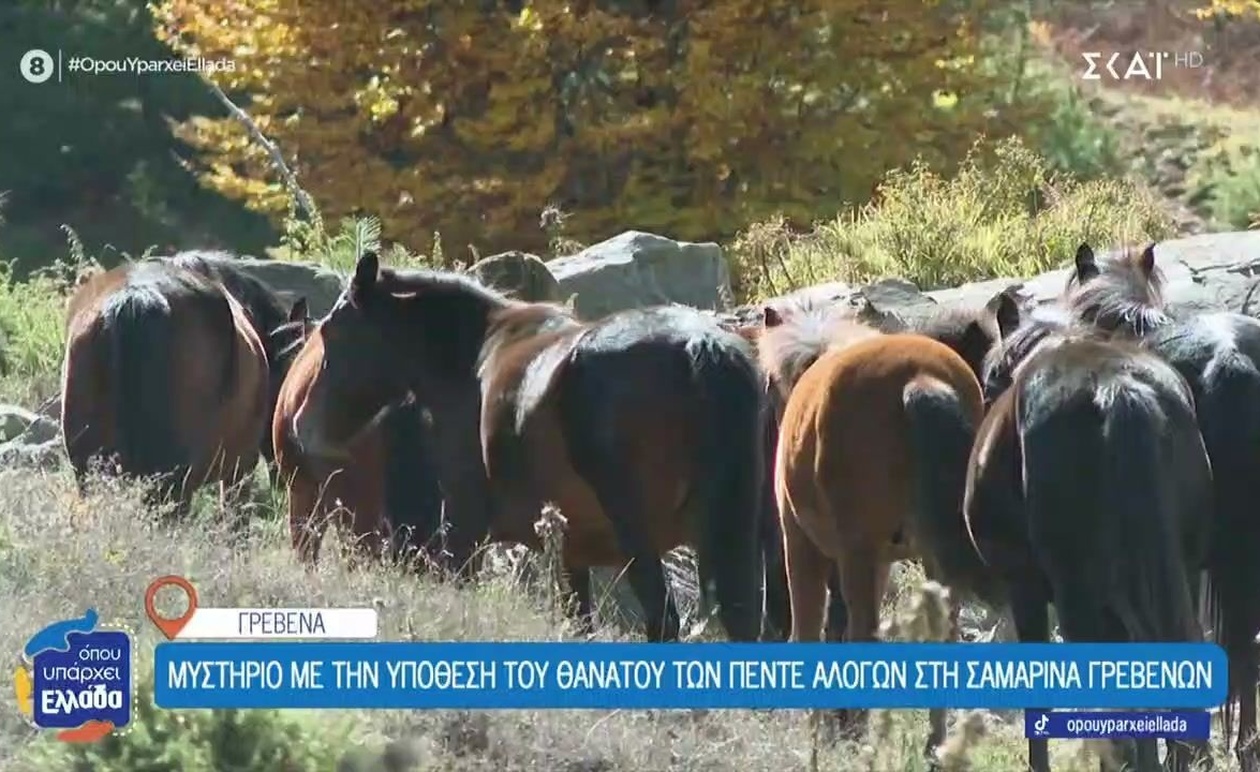 Το μυστήριο των πέντε μυστηριωδώς νεκρών αλόγων στη Σαμαρίνα