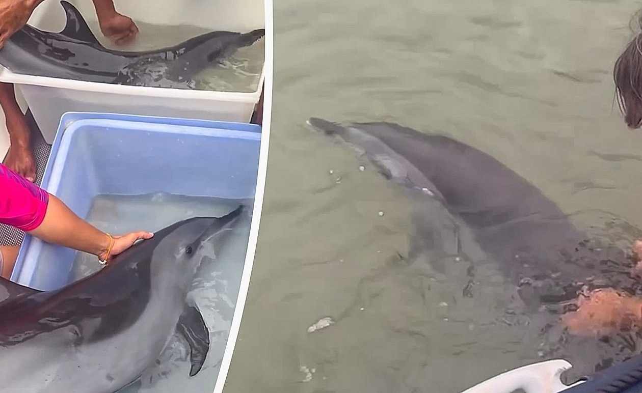 Η διάσωση μητέρας δελφινιού στο Πουκέτ