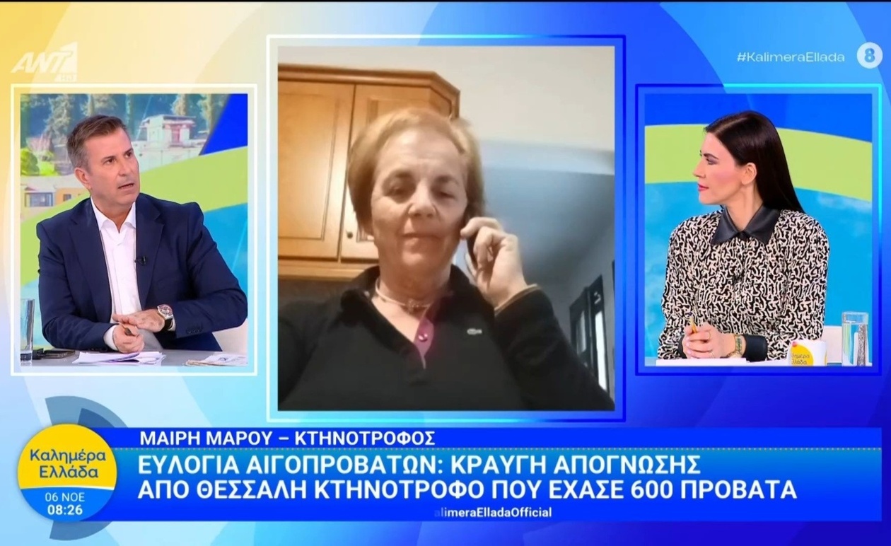 Η ευλογιά αιγοπροβάτων στη Θεσσαλία προκάλεσε το θάνατο 600 προβάτων