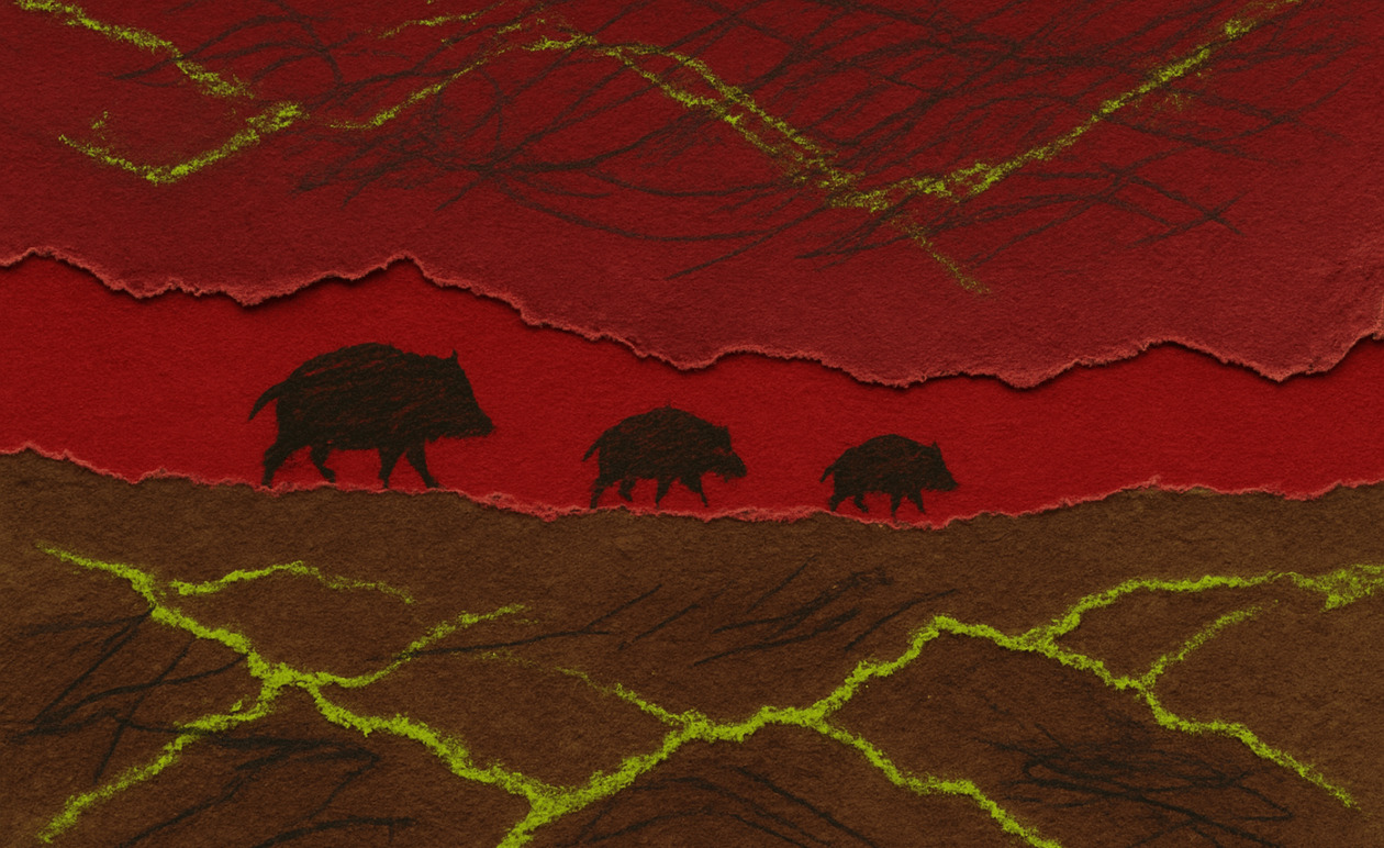 Ισπανία: Πρώτα κρούσματα αφρικανικής πανώλης των χοίρων από το 1994 σε αγριόχοιρους