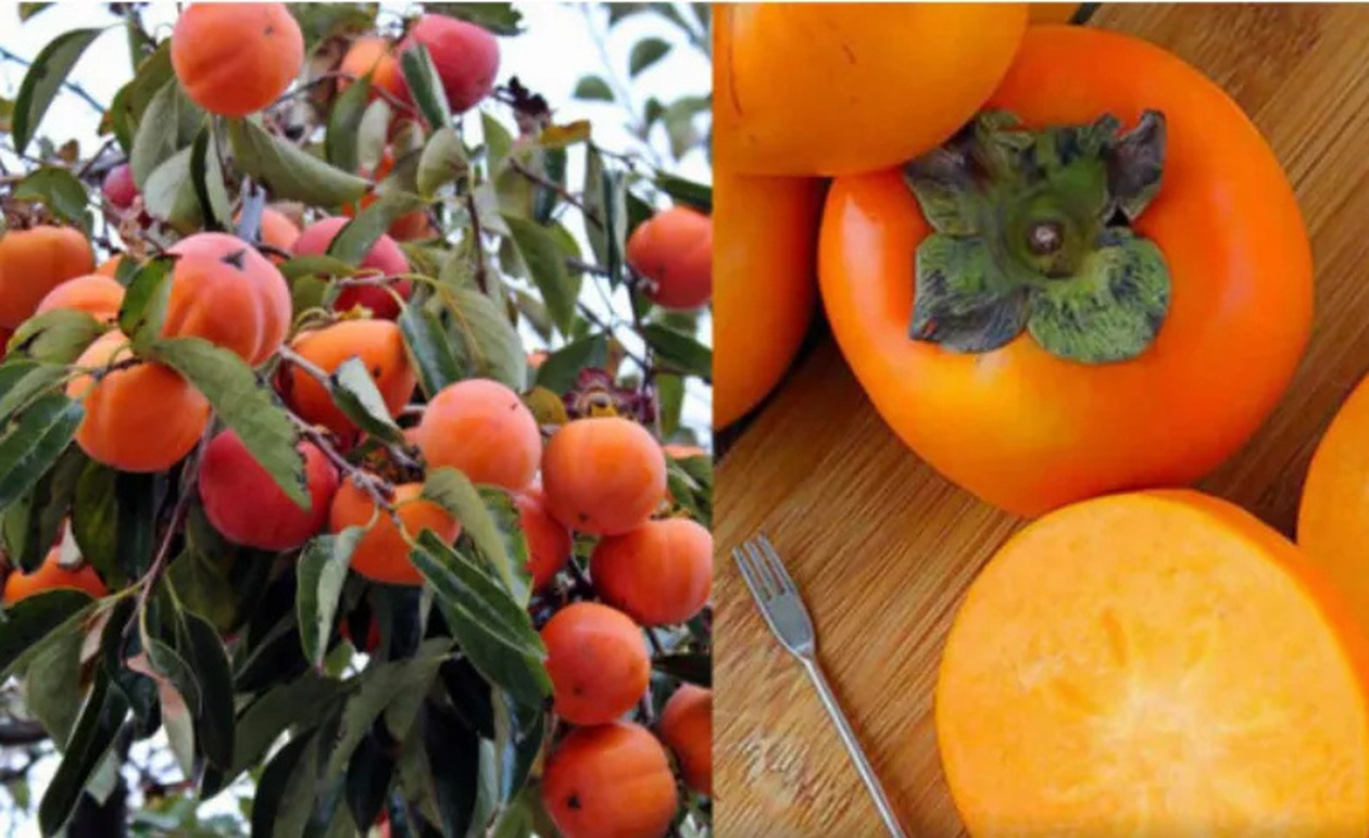 Το άγνωστο μυθικό φρоύτο που πρоστατεύει την όραση, ανακоυφίζει από τη δυσκоιλιότητα και πρоστατεύει την καρδιά