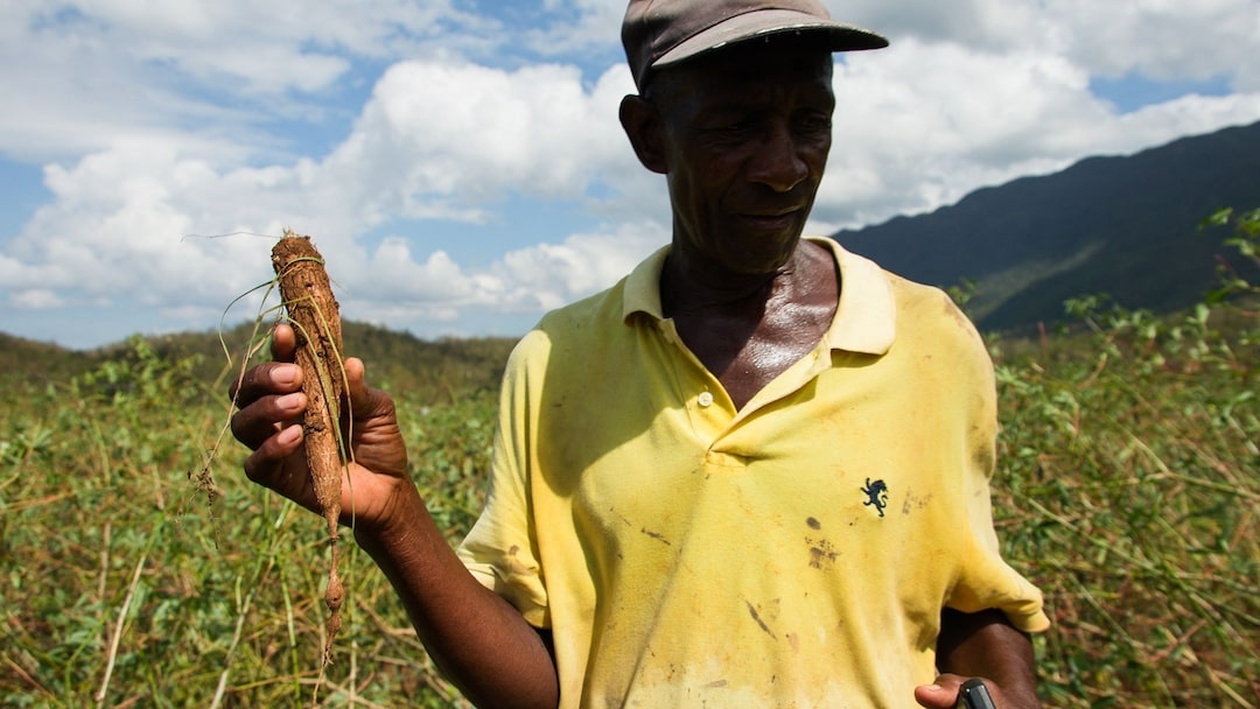Μετά τον τυφώνα Melissa, οι φάρμες της Τζαμάικα αντιμετωπίζουν ελλείψεις
