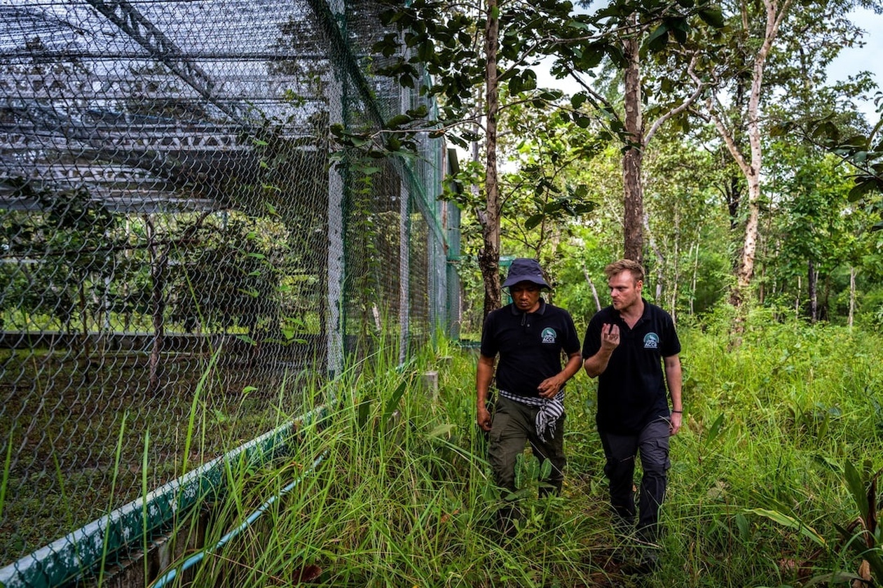 Καμπότζη: Απελευθέρωση σπάνιων πελαργών σε πρωτοποριακό πρόγραμμα