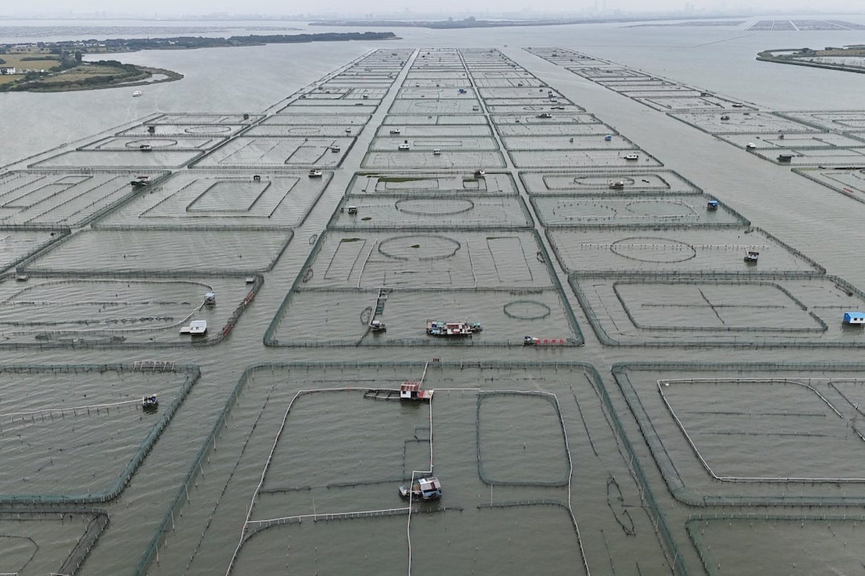 Το μέλλον των hairy crabs στην Κίνα απειλείται από τους καύσωνες