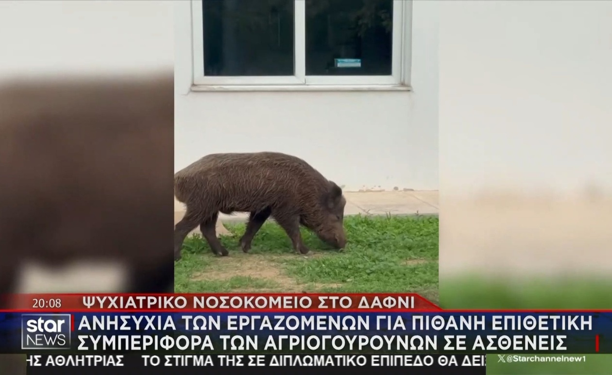 Αγριόχοιροι εισέβαλαν στο ψυχιατρικό νοσοκομείο Δαφνί