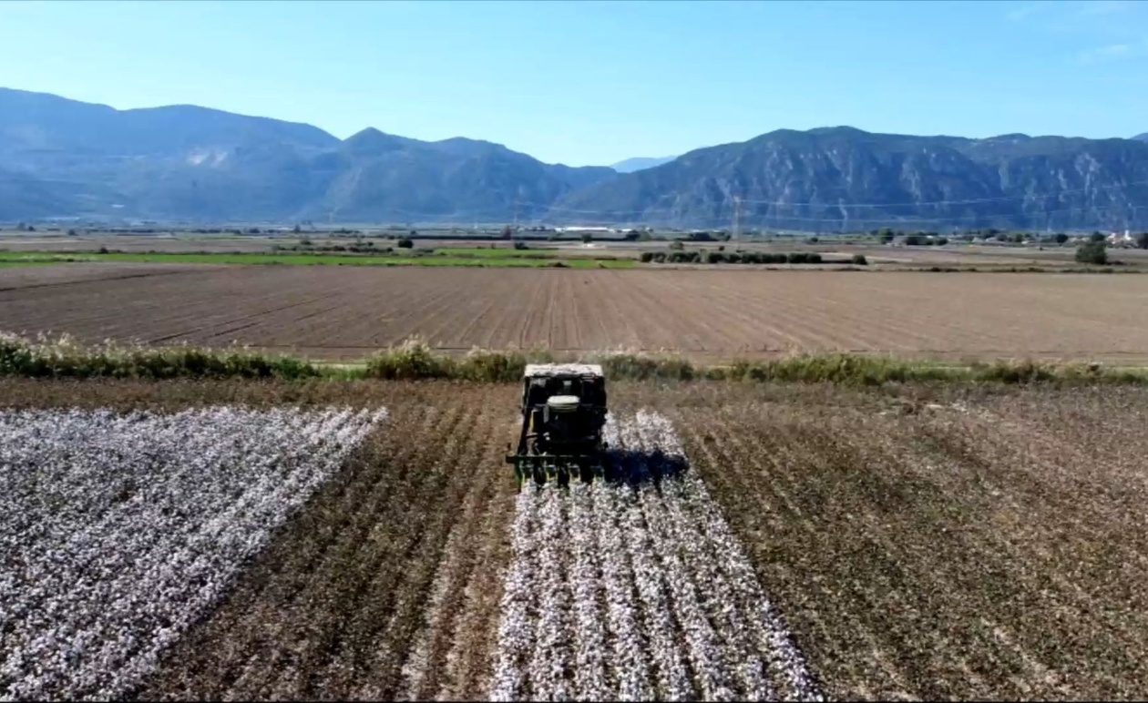 Η δυσαρέσκεια των βαμβακοπαραγωγών για τις χαμηλές τιμές