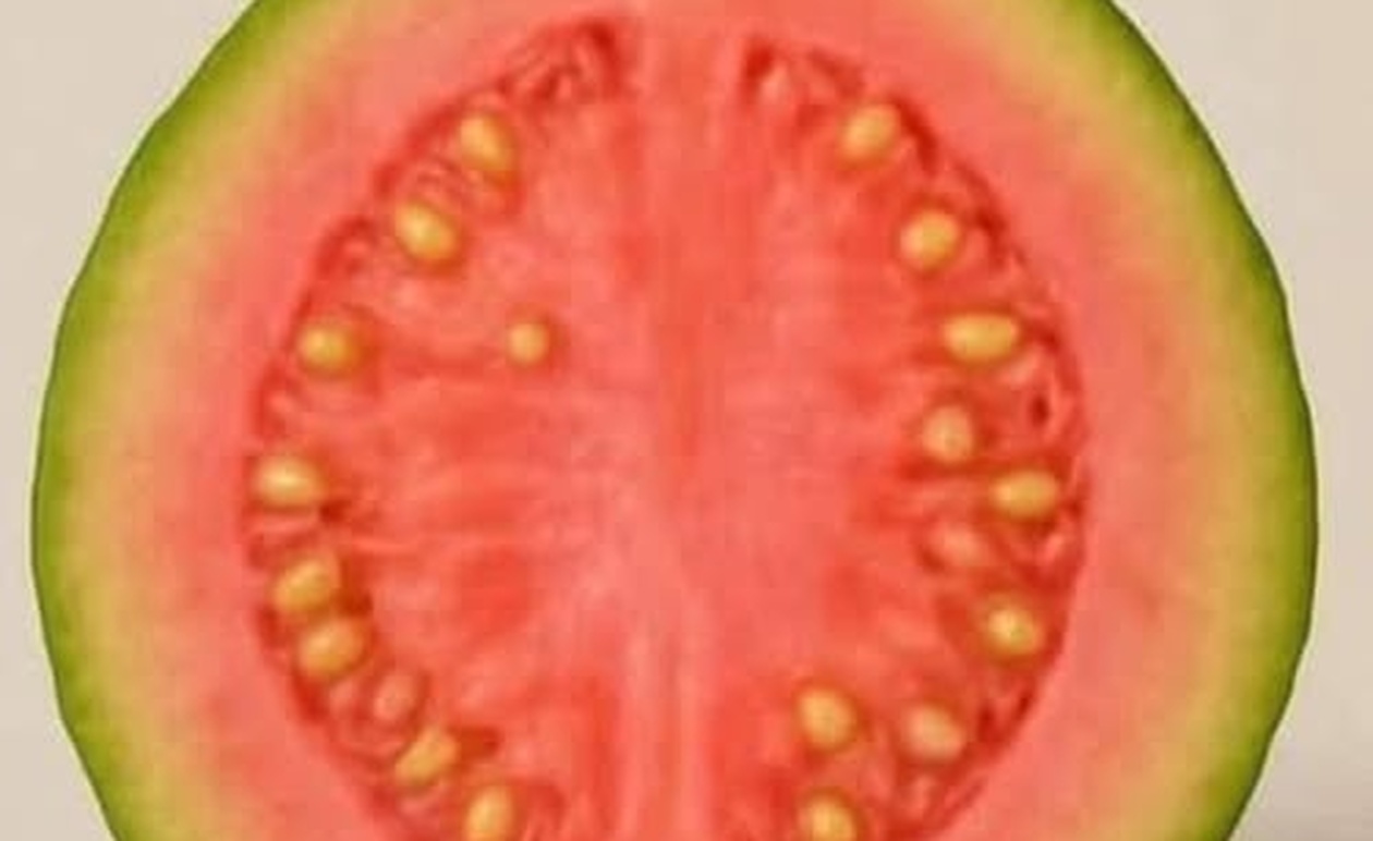 Οι γιατροί ΑΠΟΚΑΛΥΠΤΟΥΝ ότι το τσάι από φύλλα γκουάβα προκαλεί…