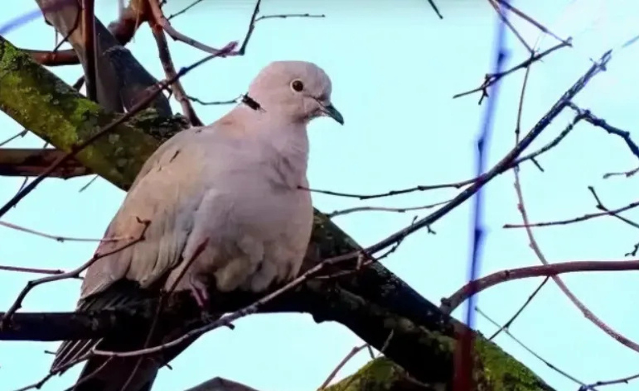 Δεκαοχτούρα κοντά στο σπίτι σας – Να τι σημαίνει