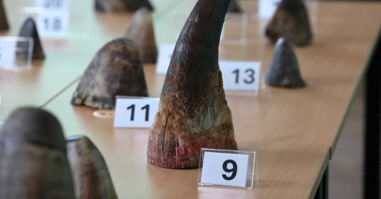 Η Σιγκαπούρη καταγράφει ρεκόρ κατάσχεσης λαθραίων κεράτων ρινόκερου αξίας 1,13 εκατ. S$