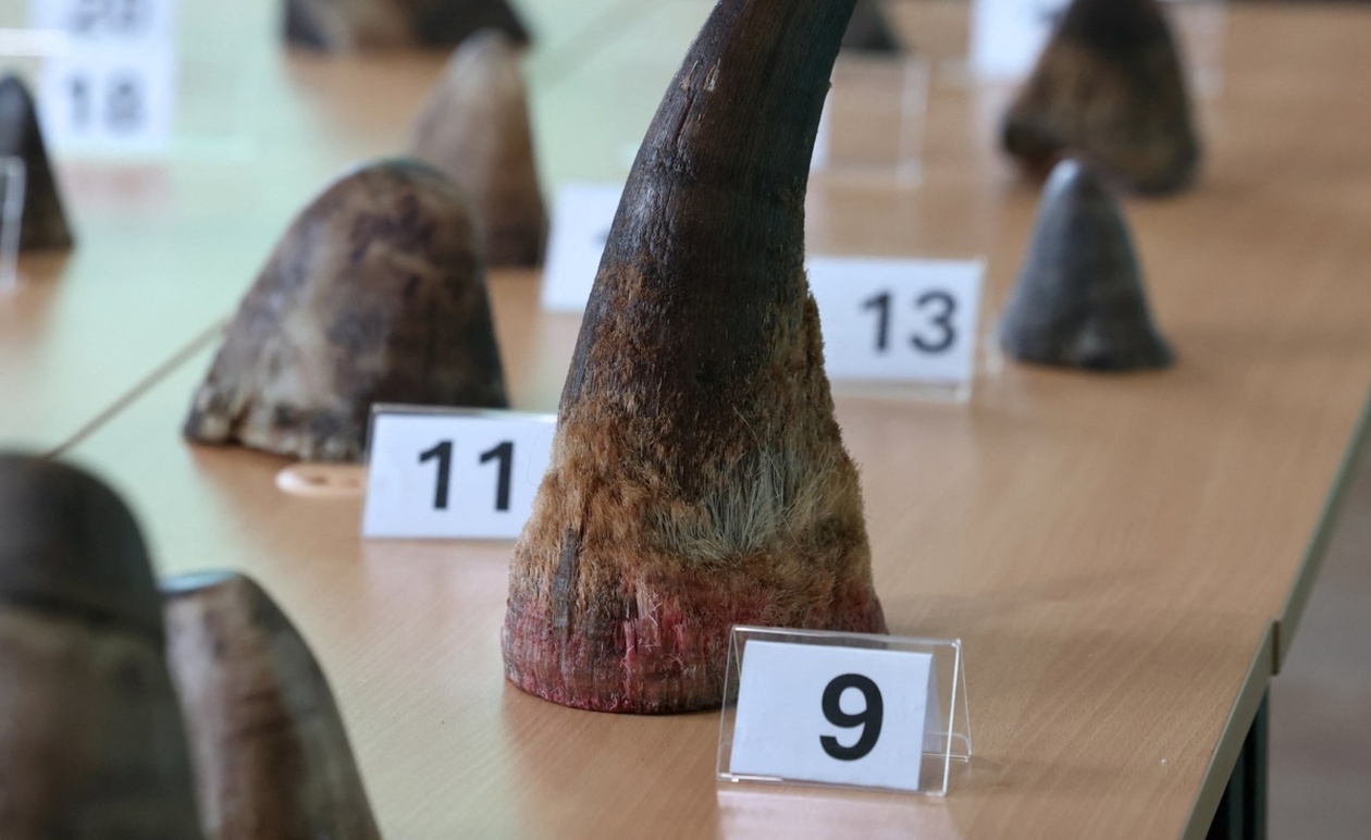 Η Σιγκαπούρη καταγράφει ρεκόρ κατάσχεσης λαθραίων κεράτων ρινόκερου αξίας 1,13 εκατ. S$