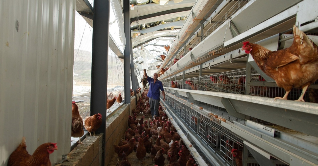 Μετά τον τυφώνα Melissa, οι φάρμες της Τζαμάικα αντιμετωπίζουν ελλείψεις