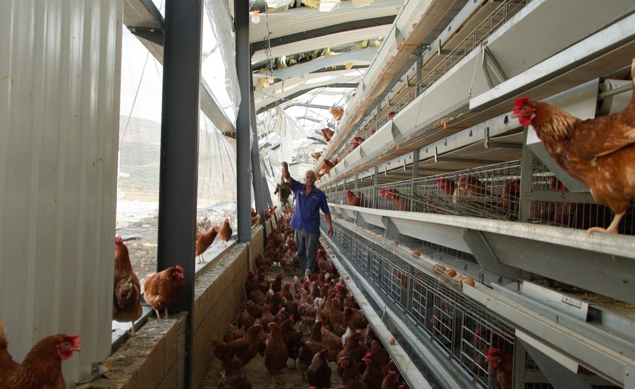 Μετά τον τυφώνα Melissa, οι φάρμες της Τζαμάικα αντιμετωπίζουν ελλείψεις