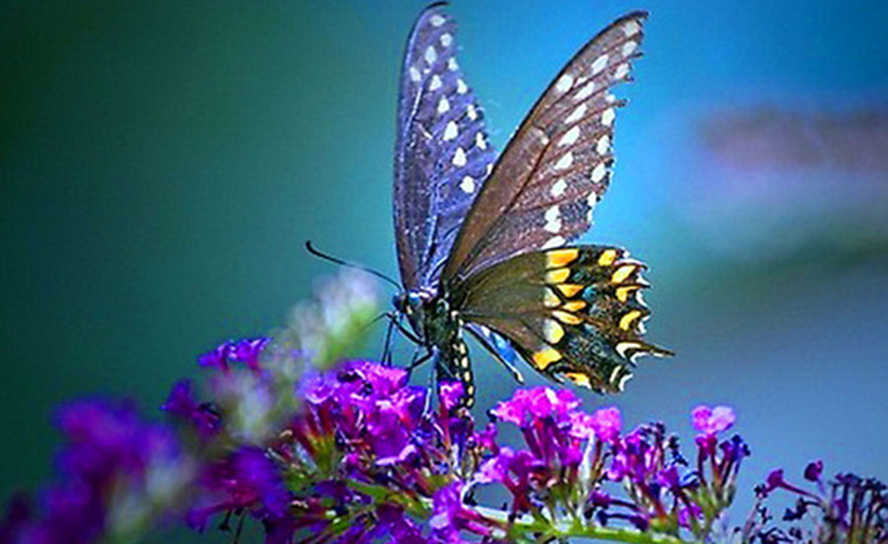 Οι πεταλούδες είναι αγγελιοφόροι πνευμάτων. Δείτε τι μπορούν να σημαίνουν για εσάς