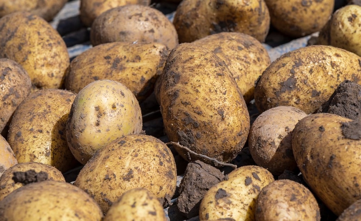 Μια καμήλα, δύο πατάτες και μια πυραμίδα Lego