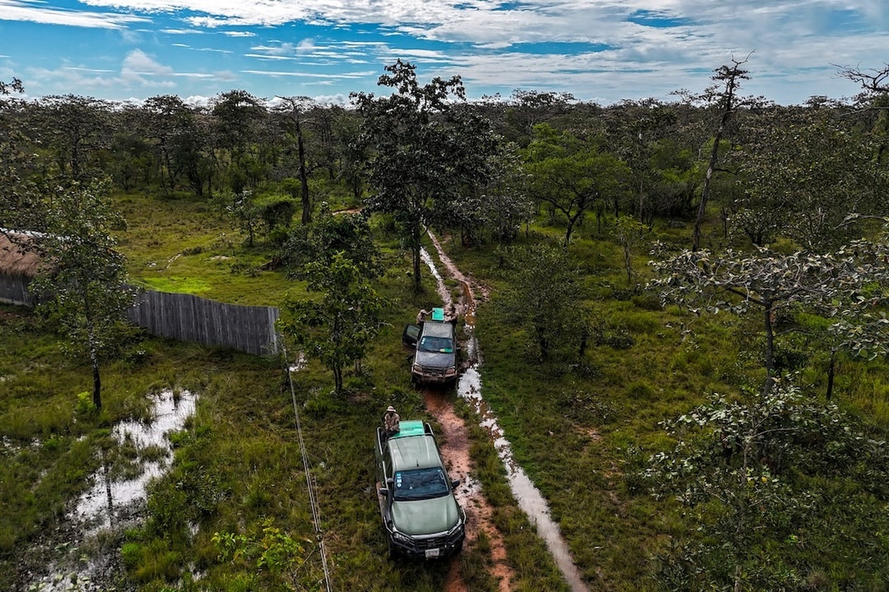Καμπότζη: Απελευθέρωση σπάνιων πελαργών σε πρωτοποριακό πρόγραμμα