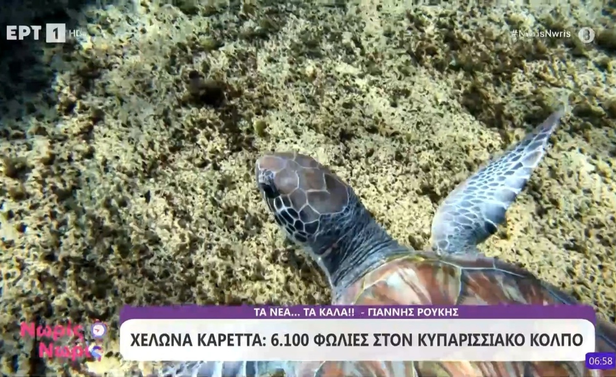 Οι χελώνες καρέττα καταγράφουν 6.100 φωλιές στον Κυπαρισσιακό κόλπο